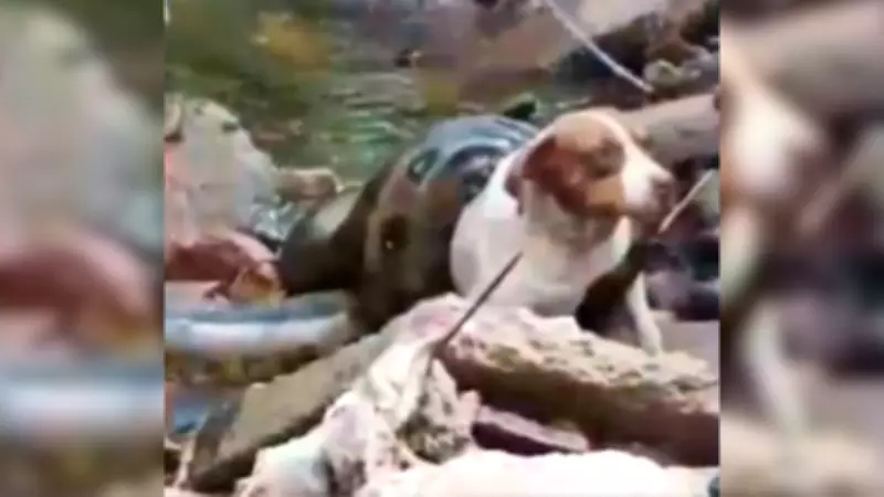 Sucuri de seis metros ataca cadela em área urbana de Urânia; animal é resgatado com vida