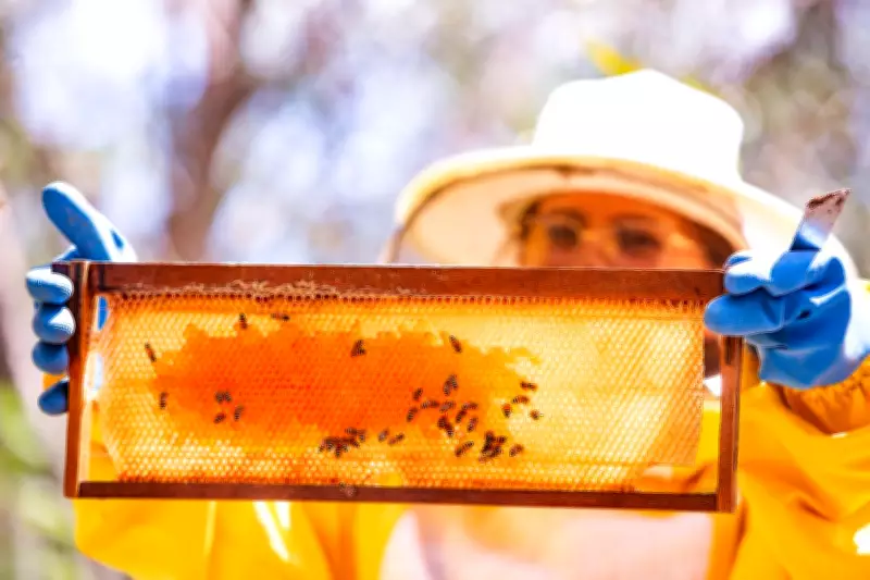 Suprema Corte dos EUA derruba tarifaço de Trump e beneficia exportadores brasileiros de mel