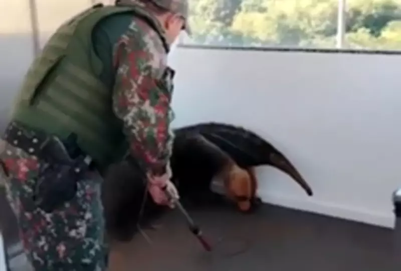 Tamanduá-bandeira é resgatado dentro de shopping em Campo Grande e levado para reabilitação