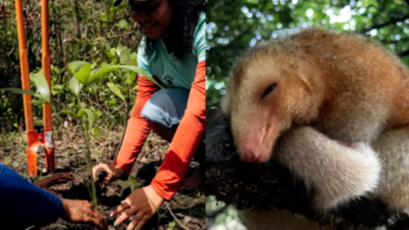 Tamanduaí, o menor tamanduá do mundo, encontra refúgio em florestas de cajueiros do Piauí