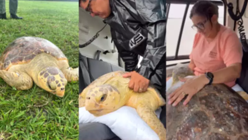 Tartaruga-cabeçuda resgatada em Salinópolis recebe tratamento especializado no Pará