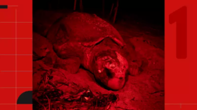 Tartaruga mais velha do Brasil a desovar é reencontrada após 37 anos no ES