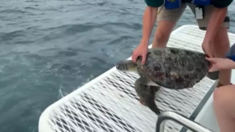 Tartaruga marinha é devolvida ao mar na Austrália após reabilitação humanizada
