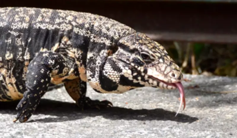 Teiú gera calor interno na época de acasalamento, revela estudo inédito da Unesp