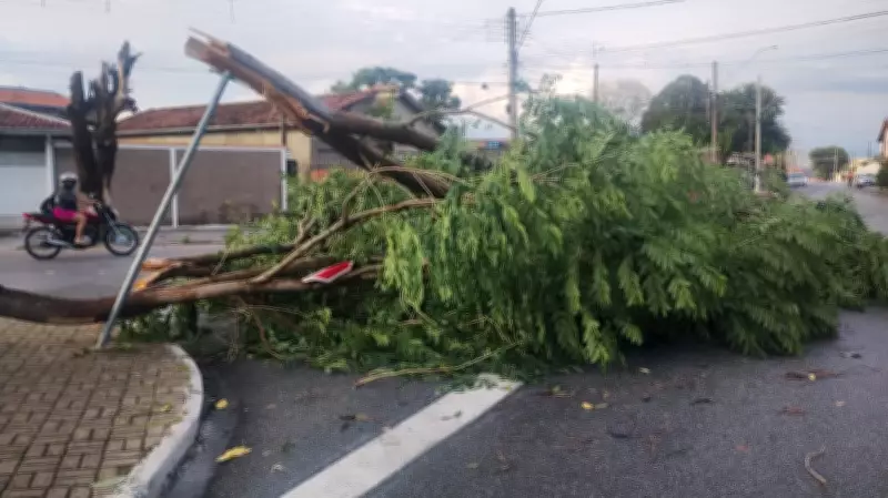 Tempestade em Taubaté derruba mais de 30 árvores e causa danos estruturais