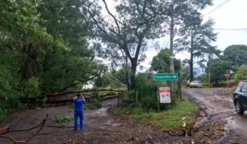 Temporal em Campinas e região derruba árvores e causa alagamentos; sem feridos