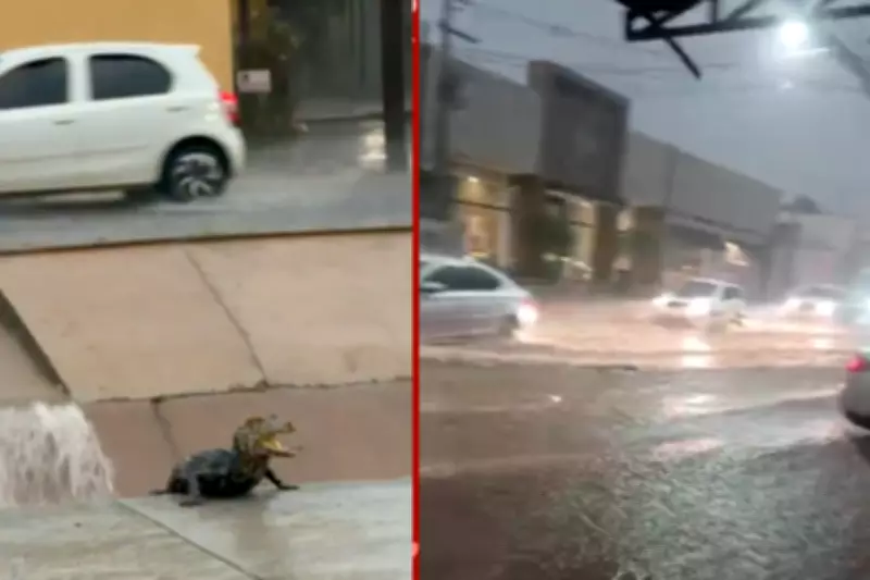 Temporal inunda unidades de saúde e causa caos em Cuiabá; filhote de jacaré aparece em córrego