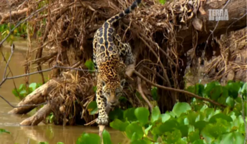 Terra da Gente flagra onça-pintada livre no Pantanal em aventura emocionante