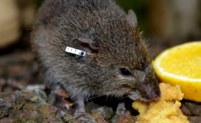 TJMG confirma indenização de R$ 200 mil para família de servidor morto por hantavirose no trabalho