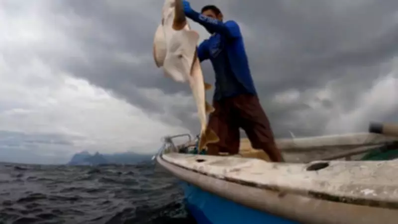 Tubarão ameaçado de extinção é resgatado e devolvido ao mar na Baía de Guanabara