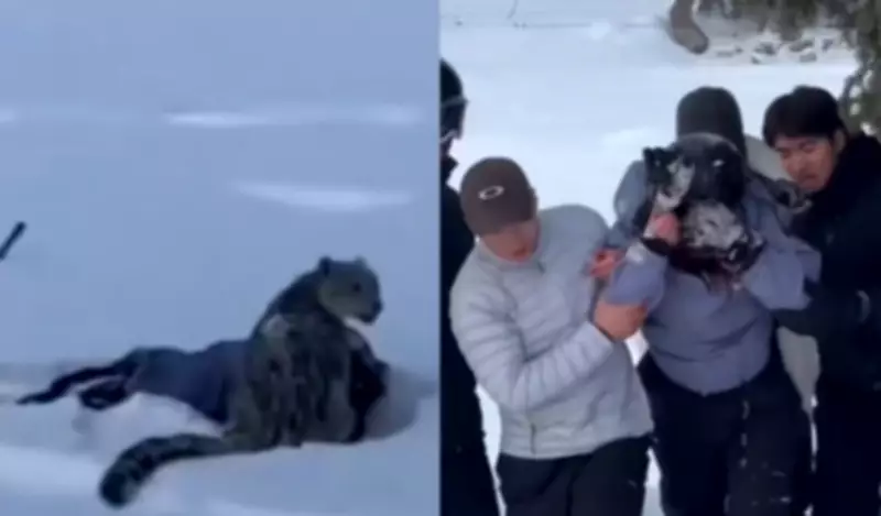 Turista é atacada por leopardo-das-neves após selfie em geoparque na China