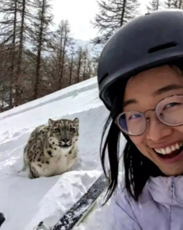 Turista é atacada por leopardo-das-neves após tentar selfie na China