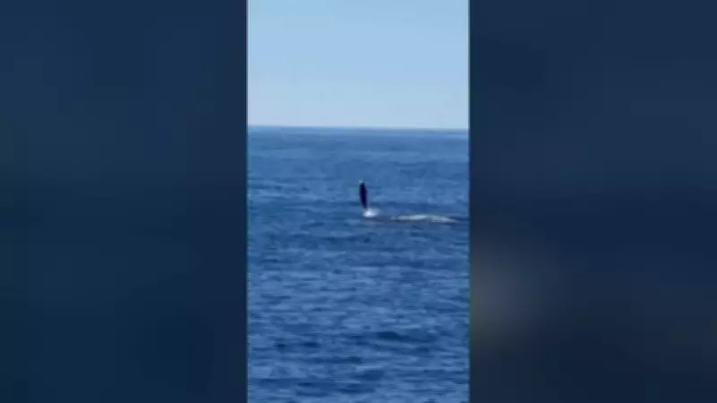 Turista captura momento raro de golfinho realizando 'caminhada com a cauda' nos Estados Unidos