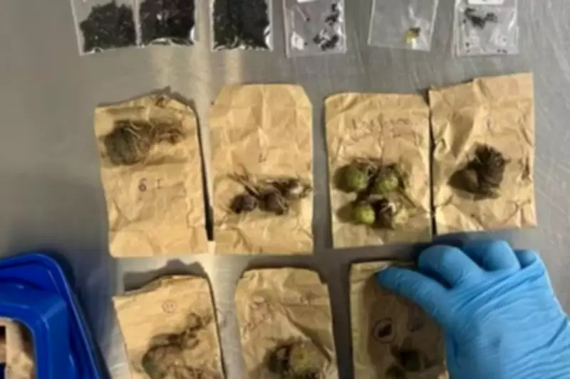 Turistas tchecos presos em Guarulhos com cactos e sementes nativos contrabandeados do RS