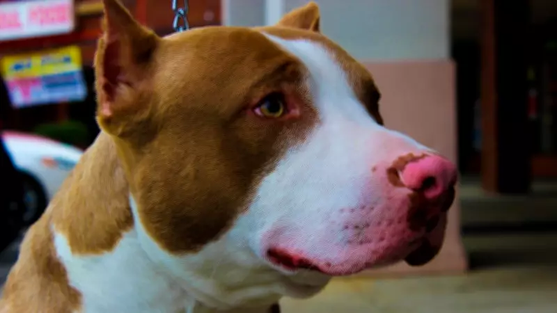 Tutor de pitbull condenado a pagar R$ 10 mil após ataque a shih tzu na Serra, ES