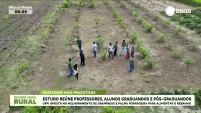 UFPI lidera estudo para melhorar pastagens e aumentar produtividade da pecuária no Piauí