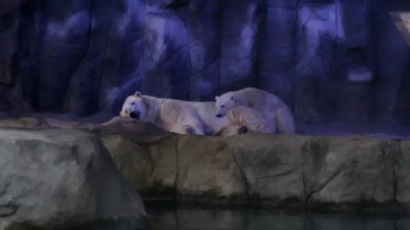 Urso-polar nascido em São Paulo: Nur, a embaixadora do Ártico na América Latina