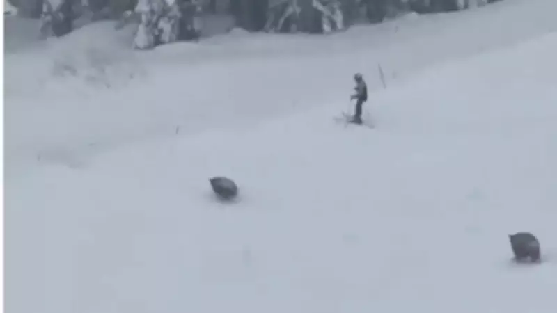 Ursos invadem pista de esqui nos EUA em cena inusitada sem vítimas