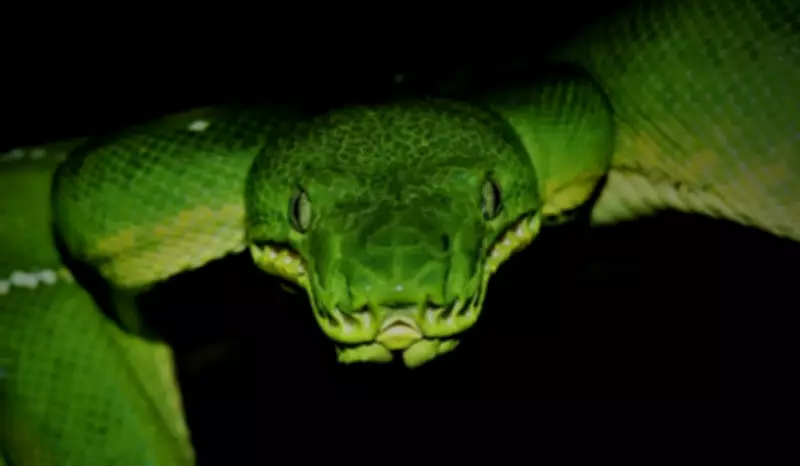 USP lança guia gratuito sobre serpentes para promover coexistência pacífica com humanos