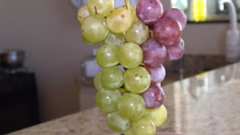 Uva Quimérica: Cacho com Duas Cores Surpreende Produtores no Sudoeste do Paraná