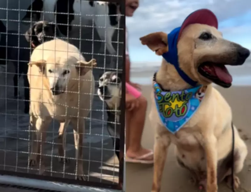 Vô Davi, cão idoso de 22 anos, encontra lar na praia após anos em abrigo em SC