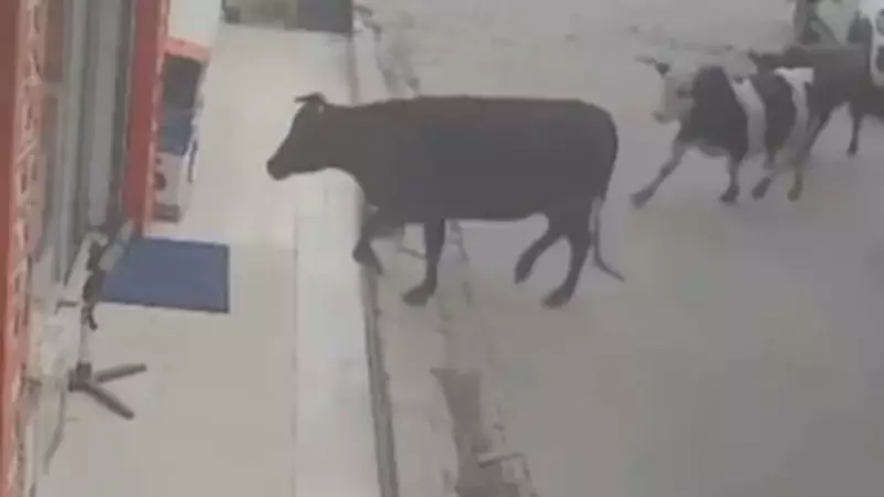 Vacas invadem loja de eletrônicos e causam destruição na Turquia