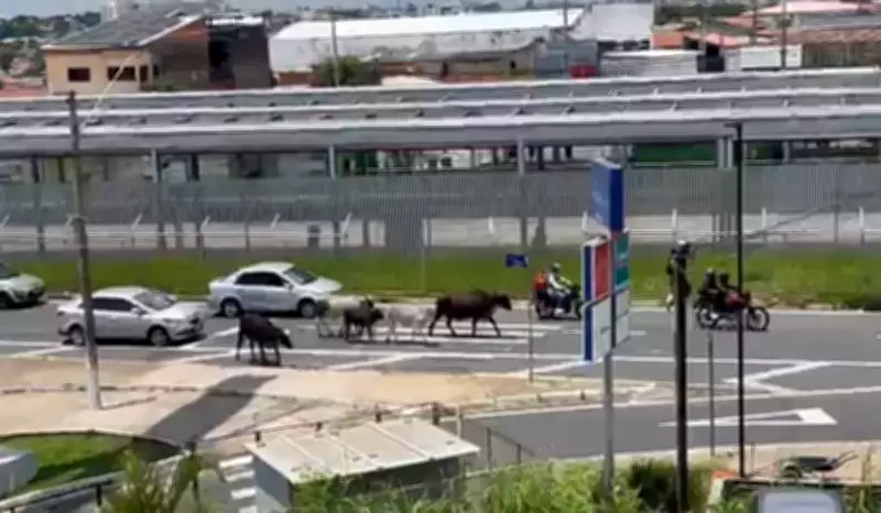 Vagas Invadem Avenida de Campinas e Causam Transtorno no Trânsito