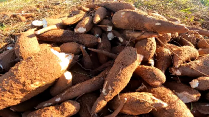 Vassoura-de-bruxa devasta cultivo de mandioca no Amapá e ameaça sustento indígena