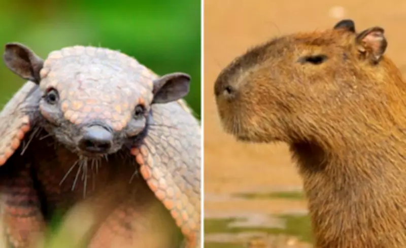 Vídeo viral de capivara sobre tatu é falso: cena foi criada com inteligência artificial