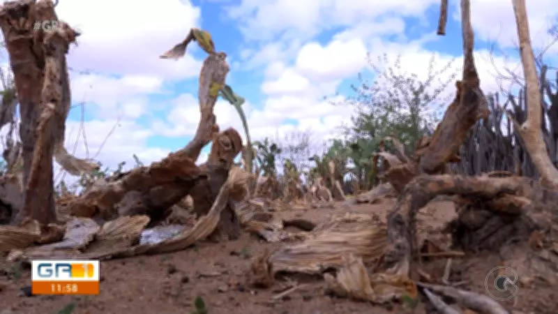 Vídeos do GR1 de sexta-feira, 20 de fevereiro, destacam notícias regionais de Petrolina