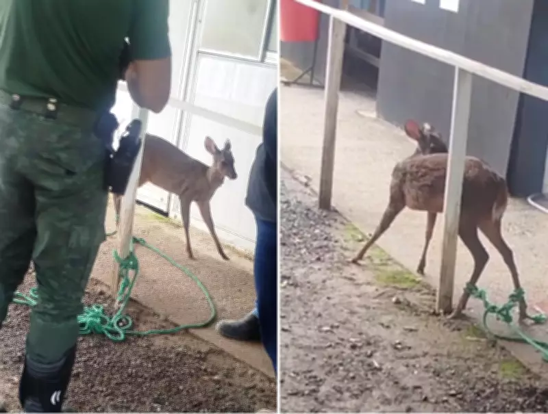 Veado ferido é resgatado às margens da Rodovia dos Bandeirantes em Jundiaí