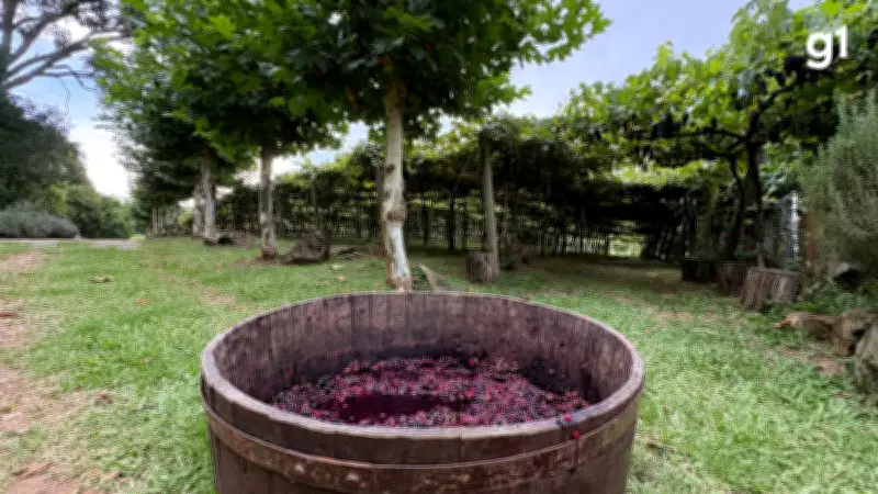 Vindima em Gramado: colheita da uva atrai turistas com música ao vivo e experiências sensoriais