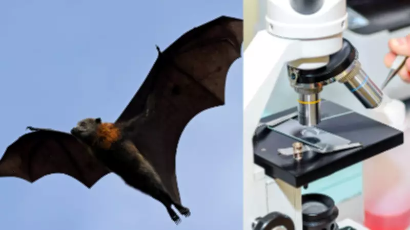 Vírus Nipah: morcegos frugívoros como hospedeiros e os riscos para o Brasil