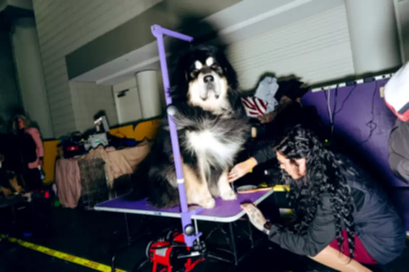 Westminster Dog Show: Bastidores da 150ª edição do maior evento canino do mundo