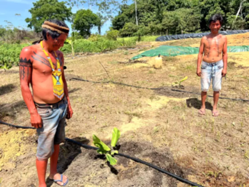 Yanomami criam peixes em tanques com água reaproveitada para plantios na Terra Indígena