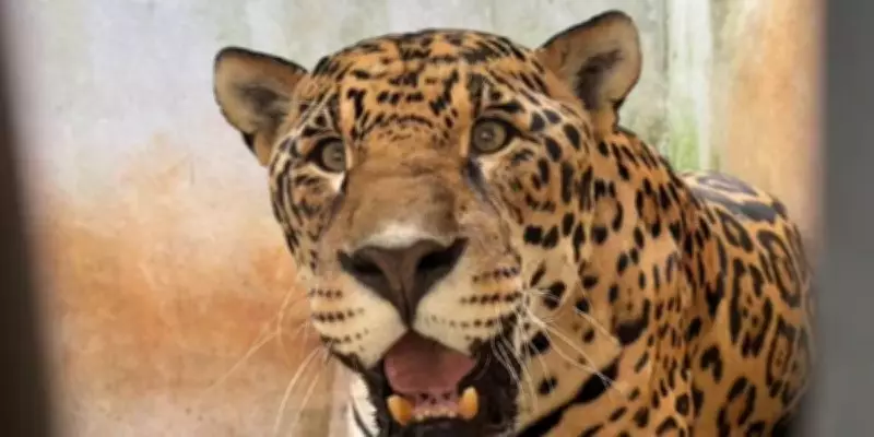 Zoológico de Bauru implementa cuidados especiais para animais idosos com rotina reforçada