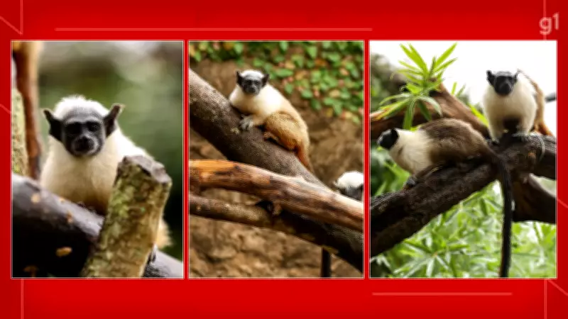 Zoológico de Brasília realiza enquete e define nomes Caju e Castanha para filhotes de sauim-de-coleira