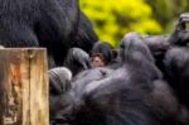 Zoológico de São Paulo celebra nascimento de filhote de chimpanzé em programa de conservação