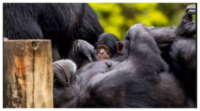 Zoológico de São Paulo convida público para escolher nome de filhote de chimpanzé