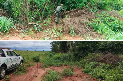 Homem é multado em mais de R$ 5 mil por supressão de vegetação nativa em fazenda de Salmourão (SP)