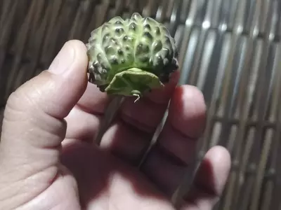 Idoso de 69 anos intubado após comer fruto tóxico de planta no quintal da vizinha no Acre