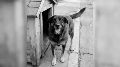 Investigação sobre ataque a cão Orelha em Florianópolis enfrenta desafios e prazo