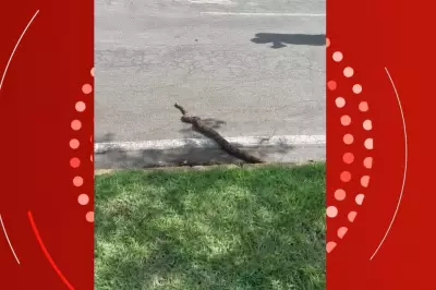 Jiboia de 1,5 metro é resgatada após 'passear' em ciclovia de parque em Cuiabá