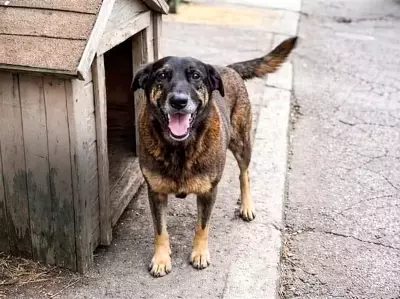 MPSC aponta falhas em inquérito sobre morte de cão Orelha em Florianópolis