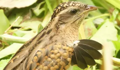 Saci da vida real exibe 'falsas asas' em comportamento raro flagrado no litoral de São Paulo