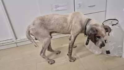 Tutor preso por maus-tratos após resgate de cachorro em estado grave em Blumenau