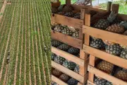Abacaxi impulsiona economia e fortalece pequenos produtores em Sidrolândia