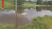 Anta com coloração rara é avistada em fazendas de Itapetininga, SP