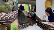Anta ferida é socorrida após ataque de predador em área rural de Rondônia