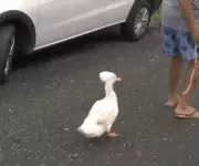 Aposentado de SC cria laço inusitado com marreco presenteado pela bisneta